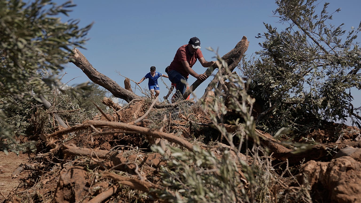 المزارع الفلسطيني كاظم الحاج محمد يتفقد أشجار الزيتون التي اقتلعتها القوات الإسرائيلي من أرضه في قرية المغير بالضفة الغربية، الأحد 24 آب 2025