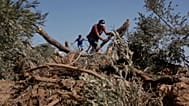 المزارع الفلسطيني كاظم الحاج محمد يتفقد أشجار الزيتون التي اقتلعتها القوات الإسرائيلي من أرضه في قرية المغير بالضفة الغربية، الأحد 24 آب 2025