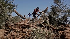 المزارع الفلسطيني كاظم الحاج محمد يتفقد أشجار الزيتون التي اقتلعتها القوات الإسرائيلي من أرضه في قرية المغير بالضفة الغربية، الأحد 24 آب 2025