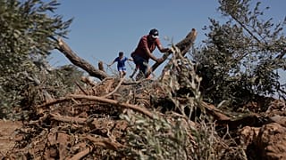 المزارع الفلسطيني كاظم الحاج محمد يتفقد أشجار الزيتون التي اقتلعتها القوات الإسرائيلي من أرضه في قرية المغير بالضفة الغربية، الأحد 24 آب 2025