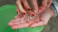 A volunteer holds plastic pellets spilled from a transport ship collected from a beach in Nigran, Pontevedra, Spain, Tuesday, Jan. 9, 2024. Photo by Lalo R. Villar 