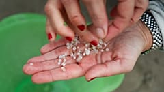 A volunteer holds plastic pellets spilled from a transport ship collected from a beach in Nigran, Pontevedra, Spain, Tuesday, Jan. 9, 2024. Photo by Lalo R. Villar 