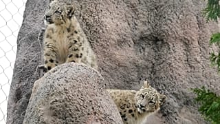 Two five month old snow leopards.