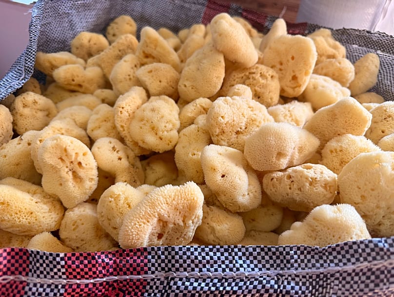 Spugne raccolte a Calimno