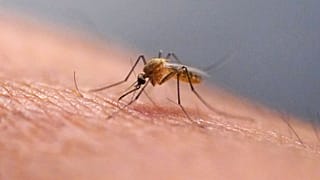 A mosquito feeds at the Salt Lake City Mosquito Abatement District on July 26, 2023, in Salt Lake City.
