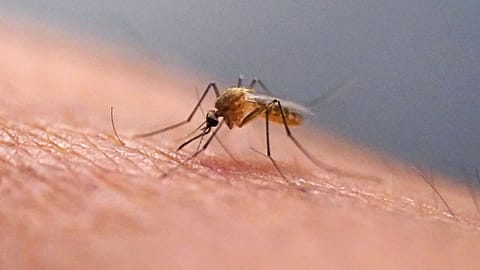 A mosquito feeds at the Salt Lake City Mosquito Abatement District on July 26, 2023, in Salt Lake City.