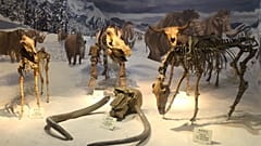 Soldan sağa Equus hemionus, Mammuthus primigenius, Coelodonta antiquitatis, Bison exiguous türlerinin iskelet yapıları