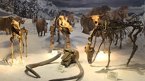 Soldan sağa Equus hemionus, Mammuthus primigenius, Coelodonta antiquitatis, Bison exiguous türlerinin iskelet yapıları