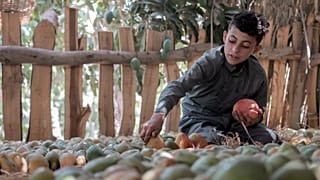 Un niño recoge mangos en la granja Shagie, en Ismailia, al noreste de Egipto, el pasado 18 de julio de 2024