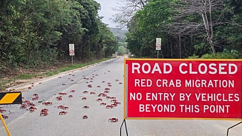 In this image supplied by Parks Australia, red crabs cross a road during their annual migration on Christmas Island, Australia in October 2025. 