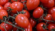 Cherry tomatoes are shown on the vine.