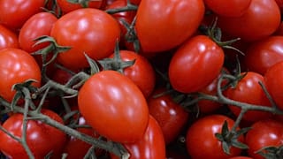 Cherry tomatoes are shown on the vine.