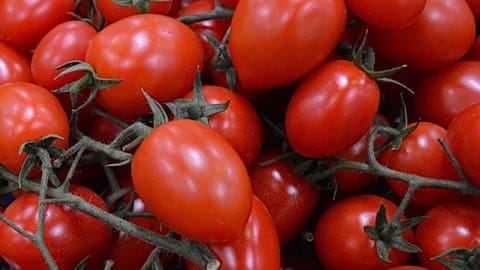 Cherry tomatoes are shown on the vine.