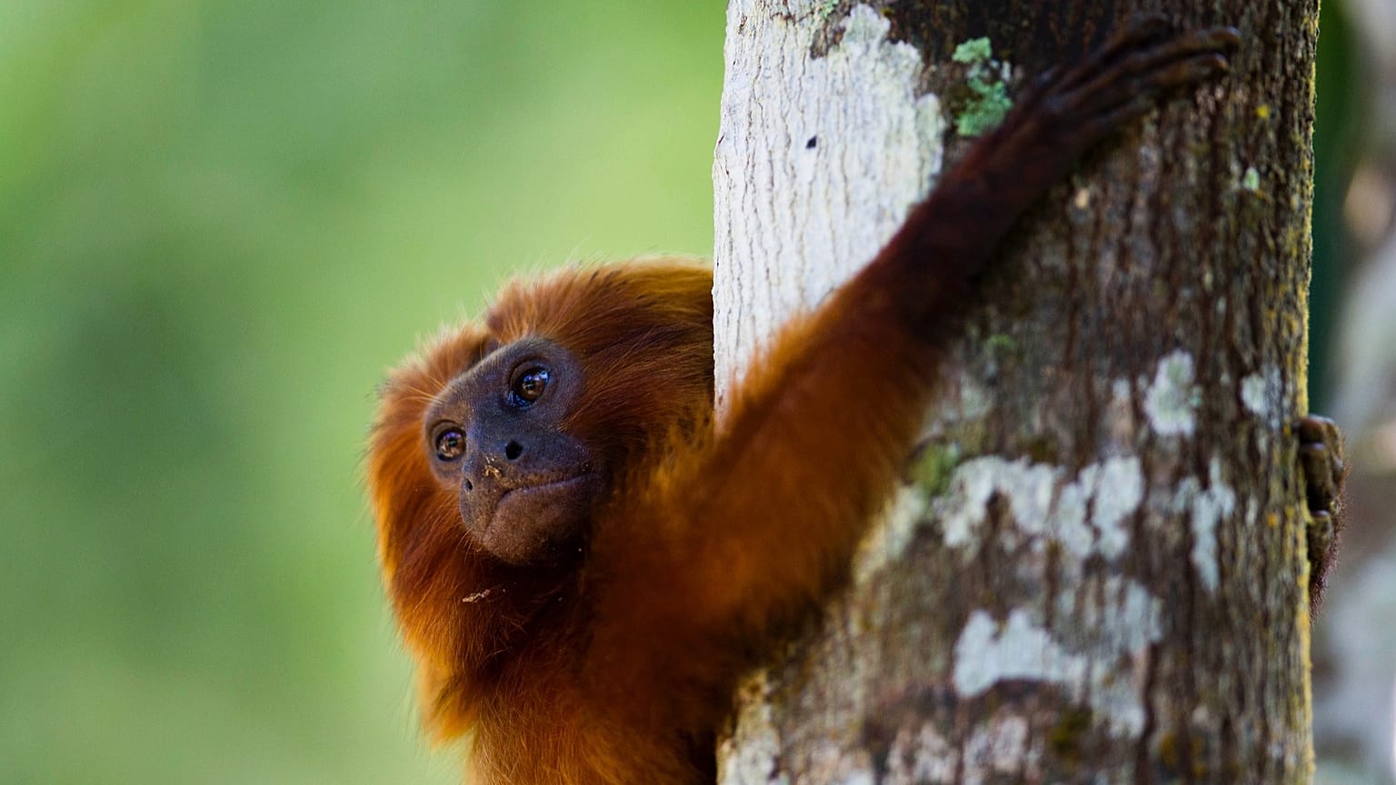 In this Oct. 10, 2012 photo, a golden lion tamarin hugs a tree in the Atlantic Forest region of Silva Jardim in Brazil's state of Rio de Janeiro.