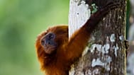 In this Oct. 10, 2012 photo, a golden lion tamarin hugs a tree in the Atlantic Forest region of Silva Jardim in Brazil's state of Rio de Janeiro.