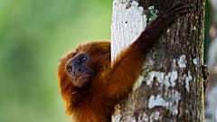 In this Oct. 10, 2012 photo, a golden lion tamarin hugs a tree in the Atlantic Forest region of Silva Jardim in Brazil's state of Rio de Janeiro.