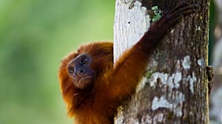 In this Oct. 10, 2012 photo, a golden lion tamarin hugs a tree in the Atlantic Forest region of Silva Jardim in Brazil's state of Rio de Janeiro.