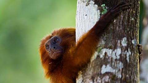 In this Oct. 10, 2012 photo, a golden lion tamarin hugs a tree in the Atlantic Forest region of Silva Jardim in Brazil's state of Rio de Janeiro.