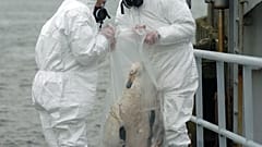 "Hohes" Risiko: In Deutschland breitet sich die Vogelgrippe aus  