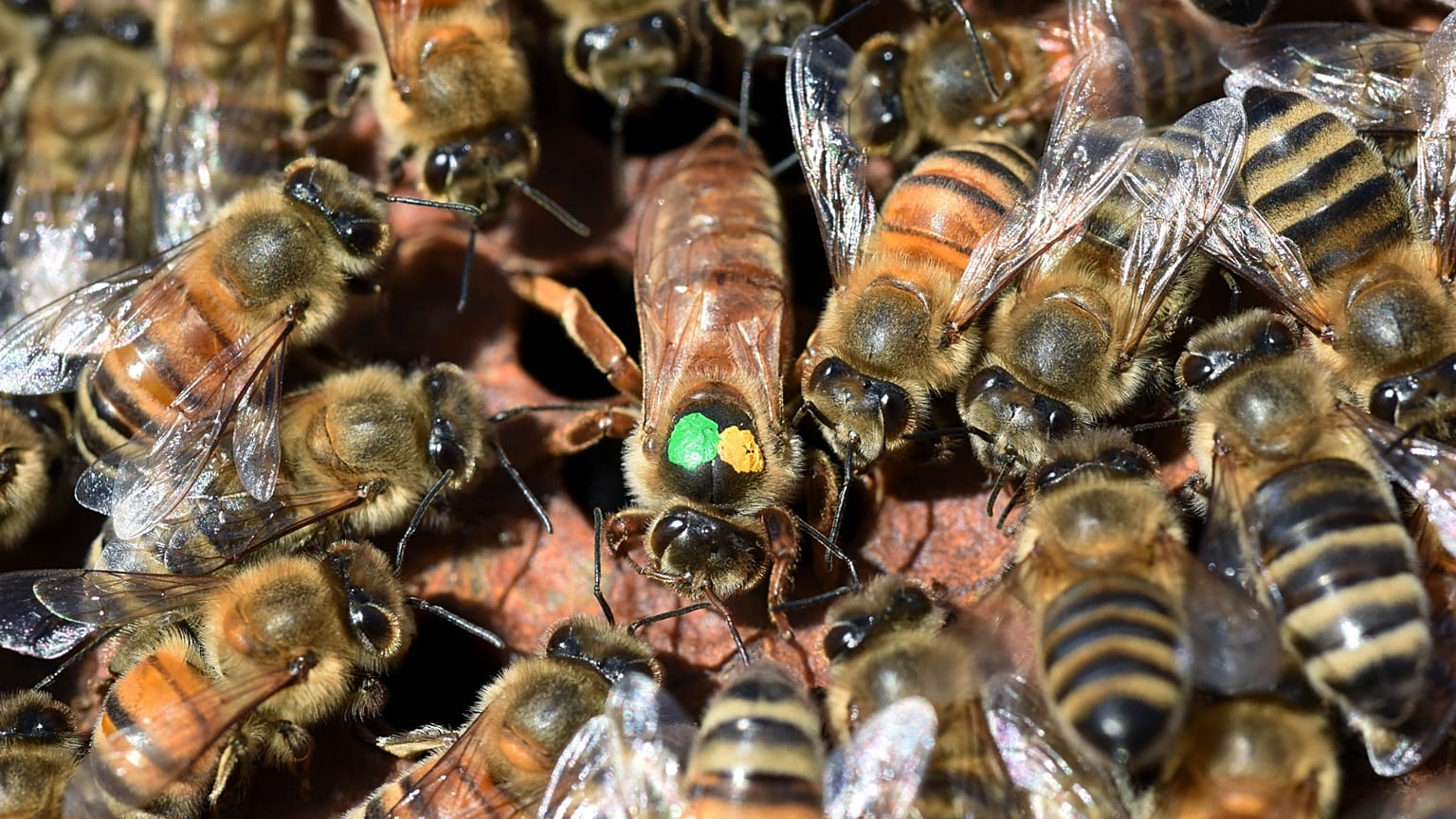 زنبور ملکه در کندو