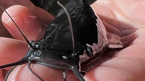 Bagre africano en la piscifactoría de Szentes, Hungría, el 28 de octubre de 2025.