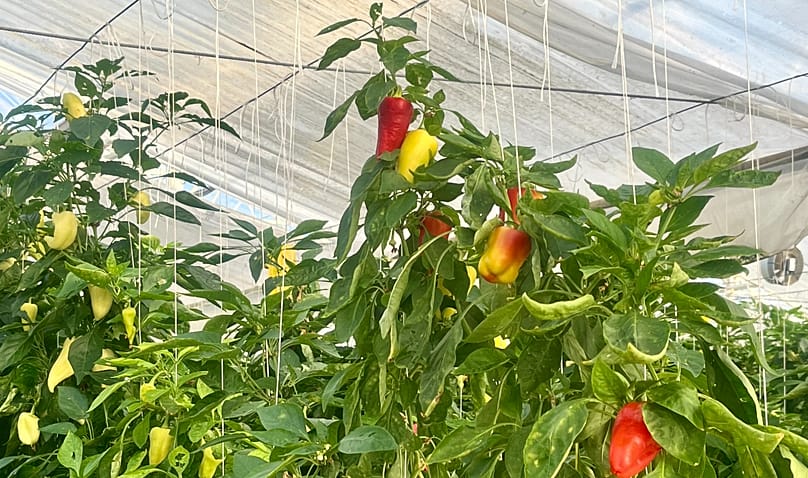 Paprikák a szentesi telephelyen - 2025. október 28.