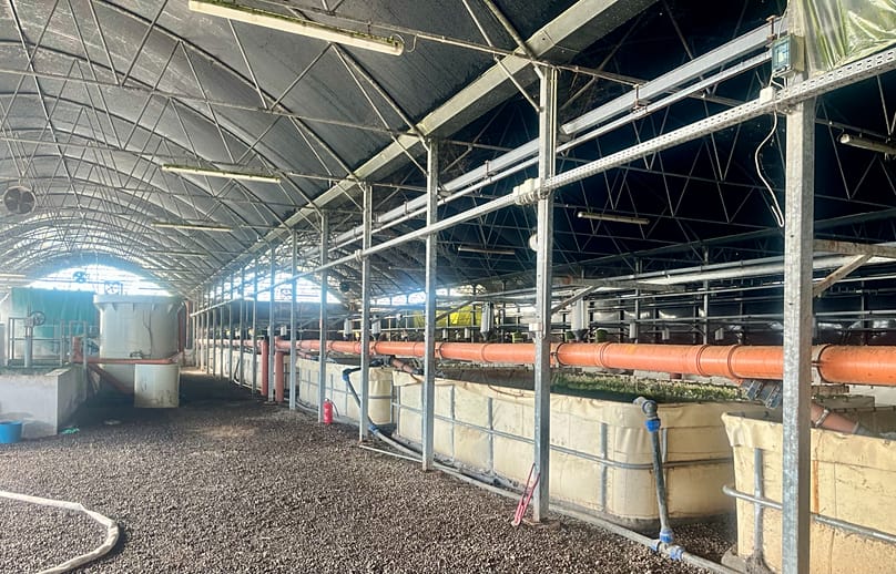 Afrikai harcsákat "tartalmazó" medencék a szentesi telephelyen - 2025. október 28.