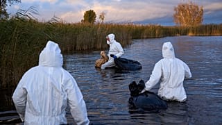 Umweltarbeiter sammeln die Kadaver von Vögeln, die an der Vogelgrippe gestorben sind, in einem See in Linum, Brandenburg, Deutschland, am Montag, 27. Oktober 2025.