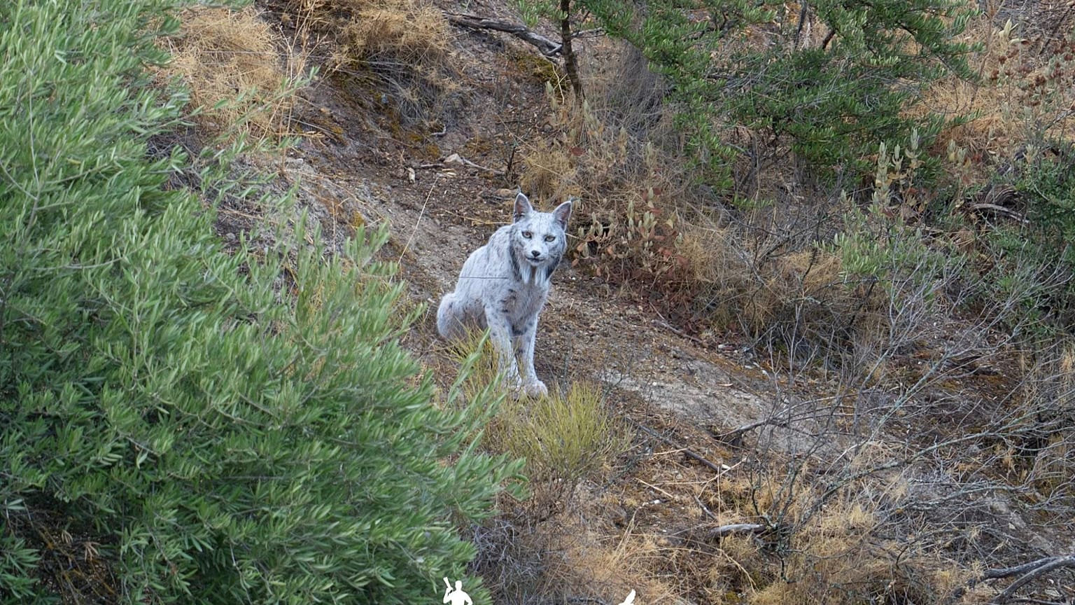 Una imagen del lince leucístico, cuya localización exacta ha sido omitida para salvaguardarle de los furtivos