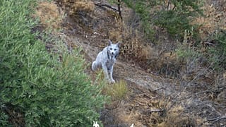 An image of the leucistic lynx, the exact location of which has been omitted to protect it from poachers.
