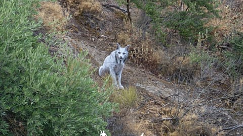 An image of the leucistic lynx, the exact location of which has been omitted to protect it from poachers.