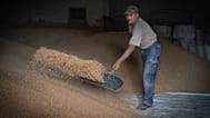 A mill worker shovels wheat at a granary in Sataniv in the Khmelnytskiy region of Ukraine, Tuesday, Aug. 6, 2024.