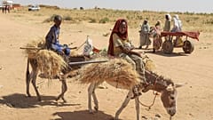 Sudanese who fled el-Fasher city, after Sudan's paramilitary forces killed hundreds of people in the western Darfur region, carry firewood at camp in Tawila, 29 October 2025