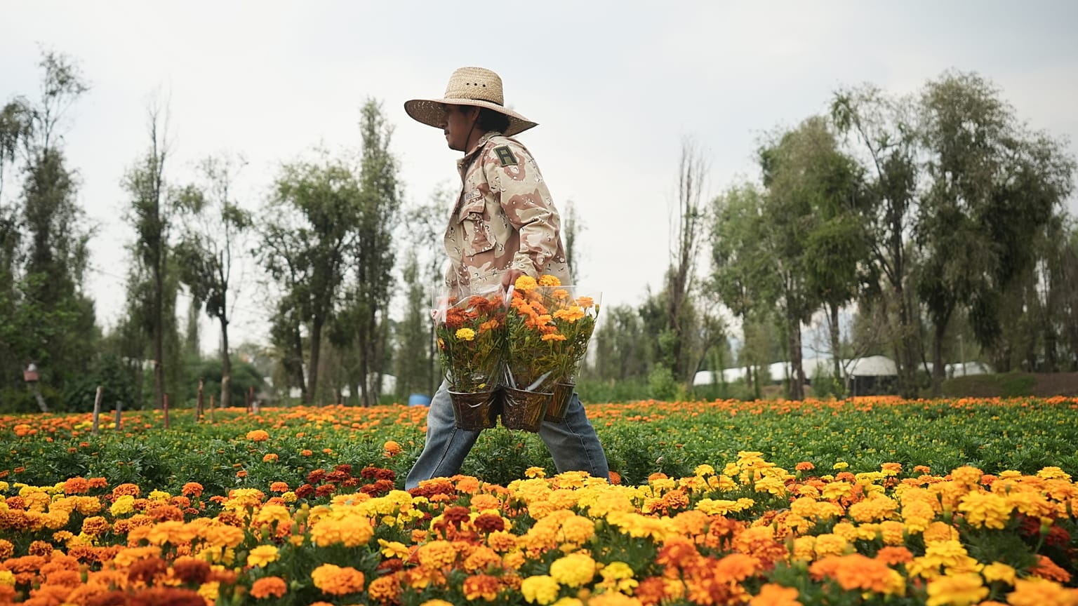 El agricultor Jesús Cuaxospa trabaja en su granja donde cultiva flores de cempasúchil en San Luis Tlaxialtemalco, a las afueras de Ciudad de México.