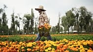 Farmer Jesus Cuaxospa works on his farm where he grows cempasúchil flowers in San Luis Tlaxialtemalco on the outskirts of Mexico City.