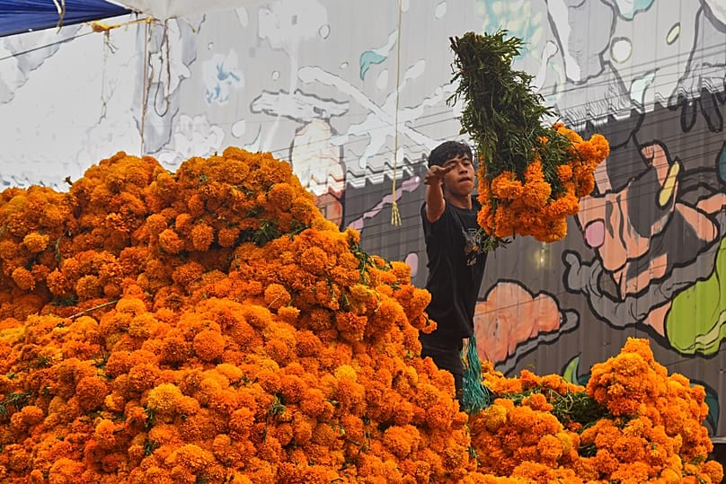 Un trabajador descarga flores de cempasúchil, utilizadas durante las celebraciones del Día de los Muertos, en el mercado de flores de Jamaica, en Ciudad de México.