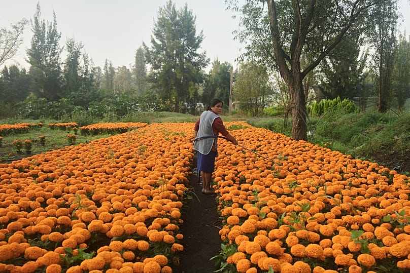 Flor Jiménez riega su cosecha de flores de cempasúchil en preparación para las próximas celebraciones del Día de los Muertos en Xochimilco, donde se cultivan caléndulas.