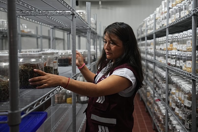 La bióloga Clara Soto Cortés, responsable del banco de semillas Toxinachcal, en la cámara frigorífica donde se conservan las semillas autóctonas.