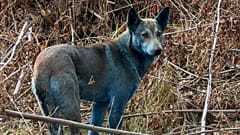 Tespit edilen üç mavi kürklü köpekten biri.