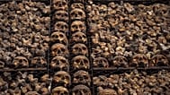 Various of human skulls embedded in the walls at the Ossuary in the Church of San Bernardino alle ossa, in Milan
