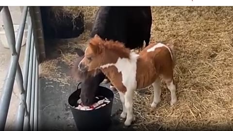 De la taille d’un épagneul : ce minuscule poney devient la vedette à crinière d’un refuge au Royaume-Uni