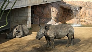 Naissance rare d’un rhinocéros blanc au Cotswold Wildlife Park