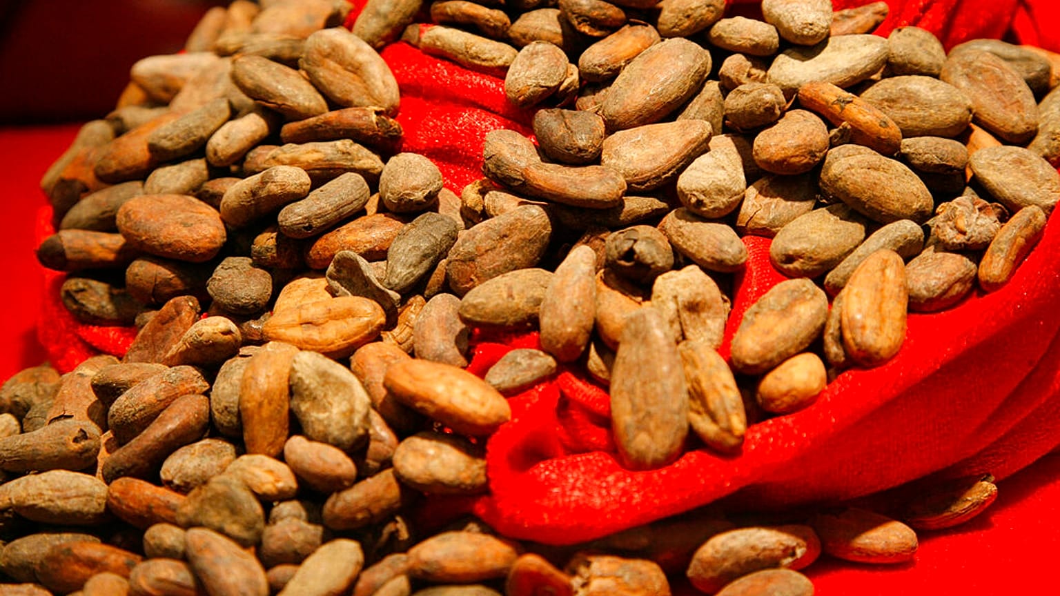 حبوب الكاكاو في معرض الحلويات الدولي ISM في كولونيا، ألمانيا، يوم الاثنين، 2 فبراير، 2009.