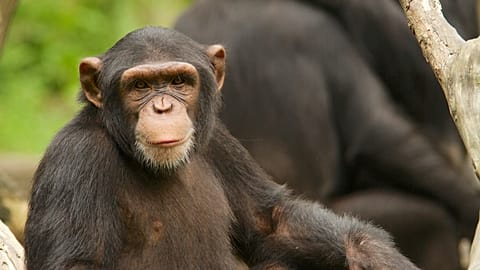 Arşiv görüntüsü