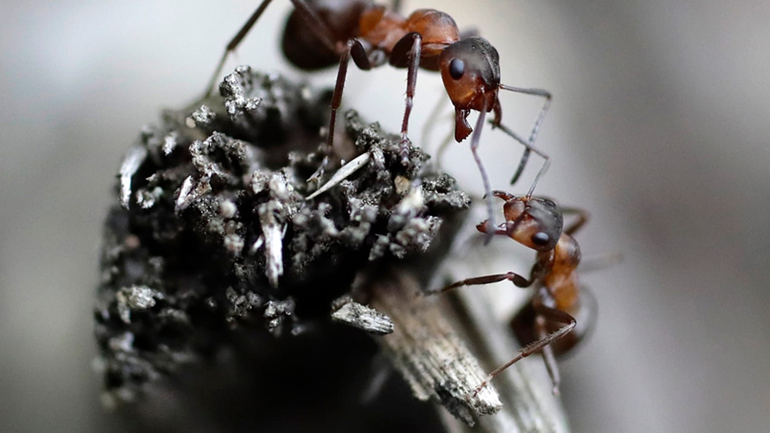 النمل يسير على غصن جاف في غابة على مشارف مينسك، بيلاروسيا، يوم الجمعة 28 يوليو 2017، في يوم صيفي مشمس. (صورة أسوشيتد برس/ سيرجي غريتس)