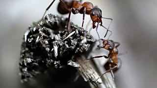 النمل يسير على غصن جاف في غابة على مشارف مينسك، بيلاروسيا، يوم الجمعة 28 يوليو 2017، في يوم صيفي مشمس. (صورة أسوشيتد برس/ سيرجي غريتس)