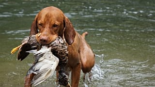 Un perro, sosteniendo a su presa 