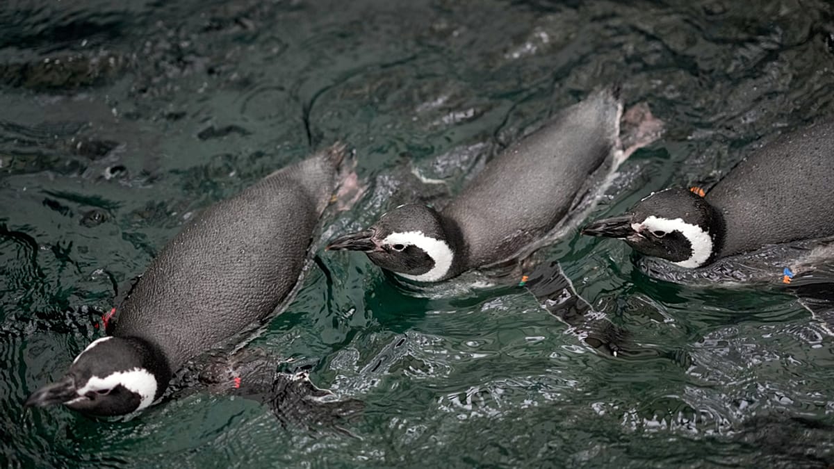 Les manchots de Magellan sont de retour à l'aquarium de Lisbonne, pour le plus grand plaisir des visiteurs