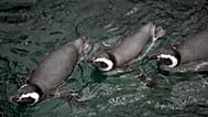 Magellanic penguins swim at the oceanarium, in Lisbon, Friday, Oct. 31, 2025. 