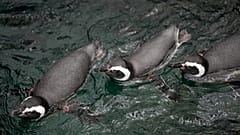 Varios pingüinos de Magallanes nadan en el Oceanario de Lisboa, el viernes 31 de octubre de 2025.